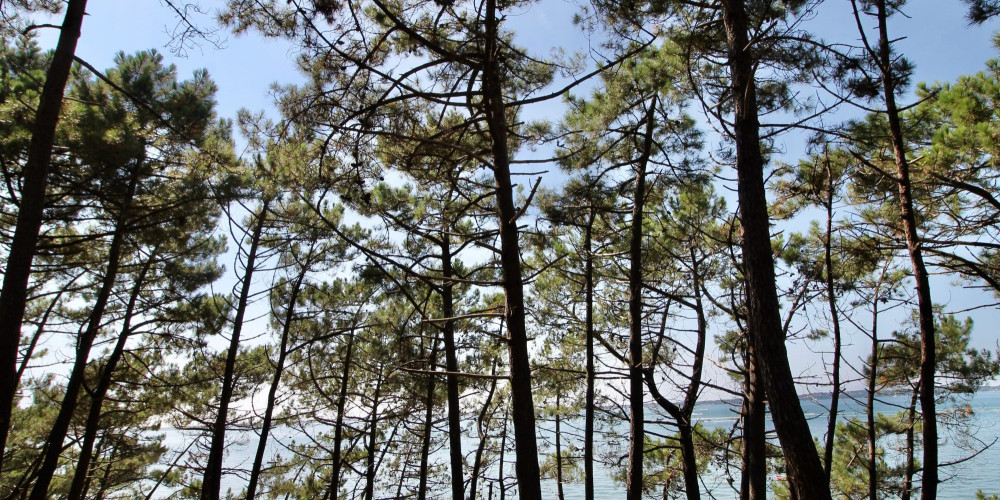 local commercial à ARCACHON (33120)